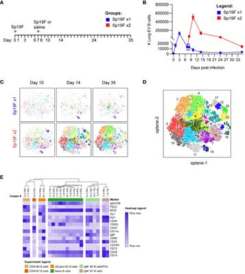 B cells in the pneumococcus-infected lung are heterogeneous and require CD4+ T cell help including CD40L to become resident memory B cells